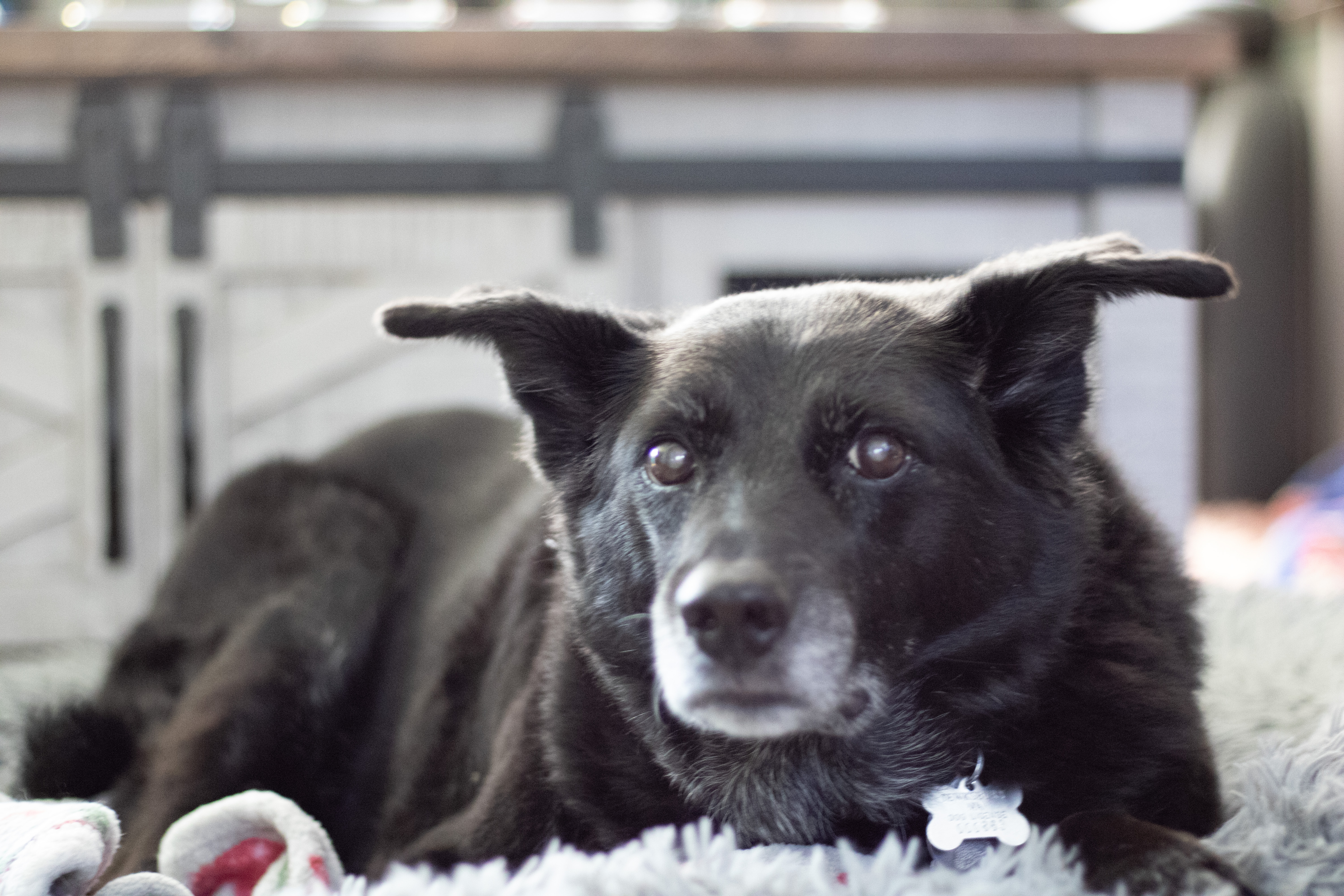 picture of misty farino